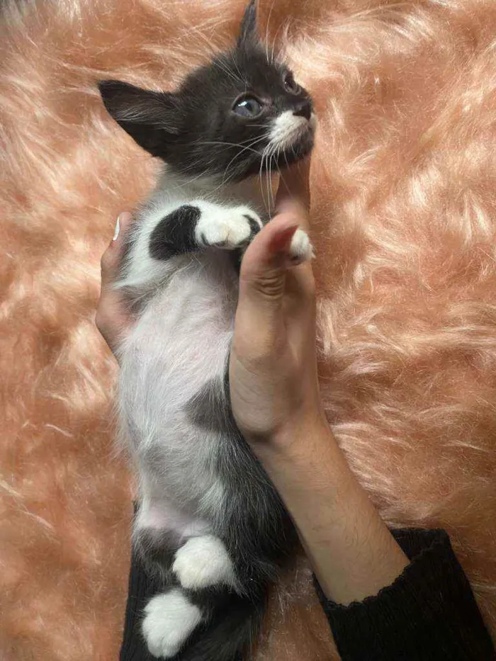 Gato ra a SRD idade 2 a 6 meses nome Diana