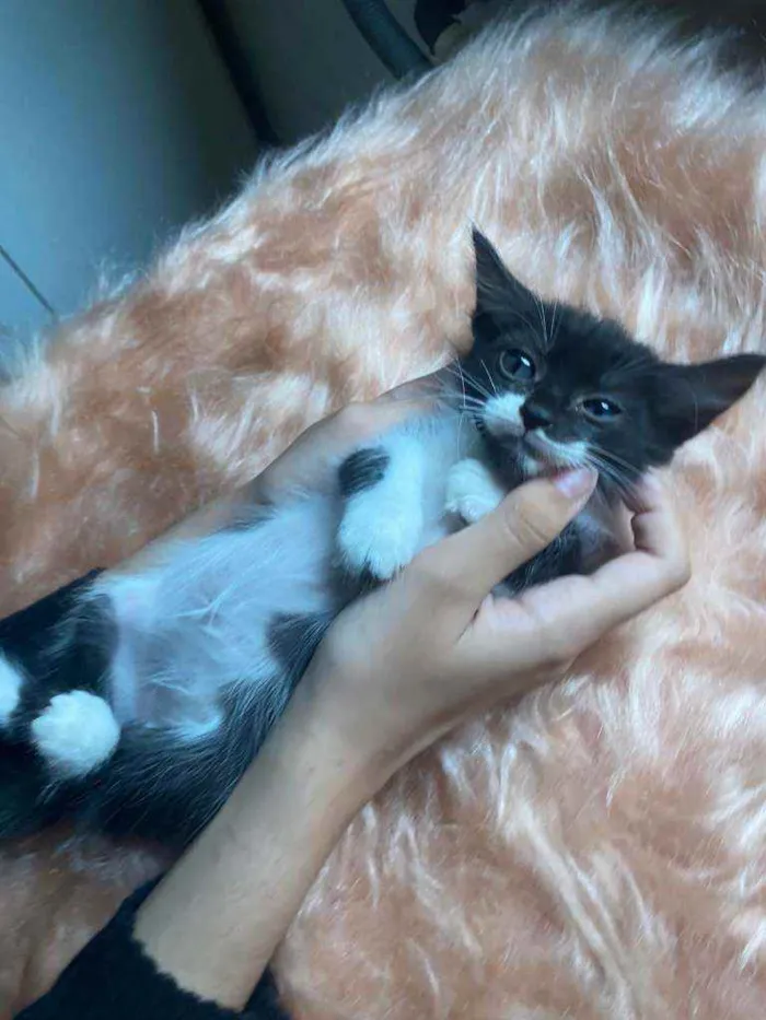 Gato ra a SRD idade 2 a 6 meses nome Diana