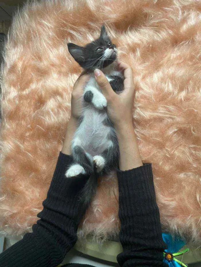 Gato ra a SRD idade 2 a 6 meses nome Diana
