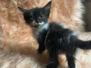Gato raça SRD idade 2 a 6 meses nome Diana