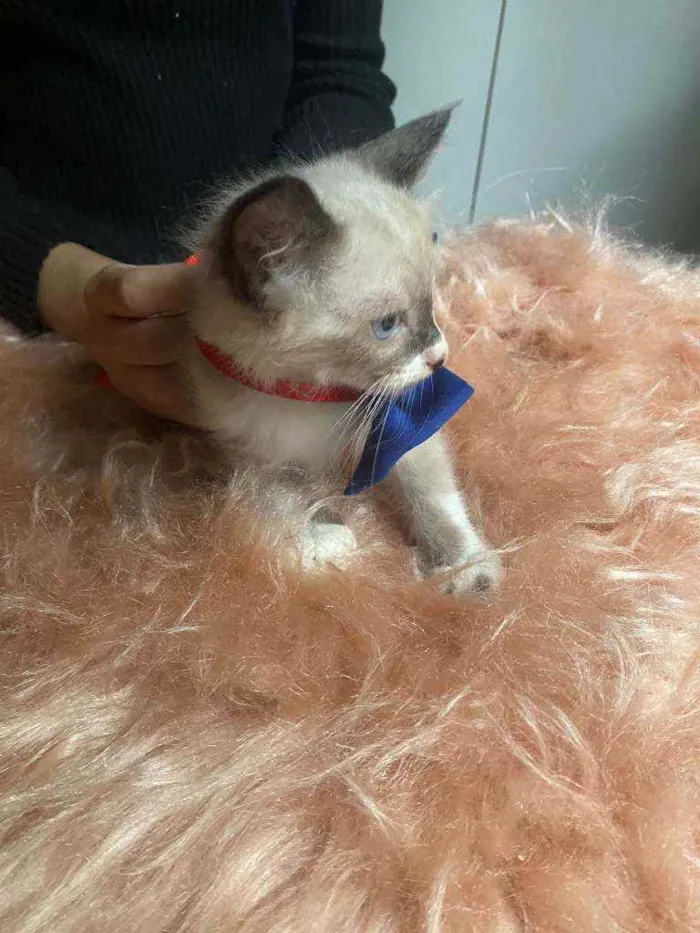Gato ra a SRD idade Abaixo de 2 meses nome Logan