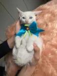 Olavo