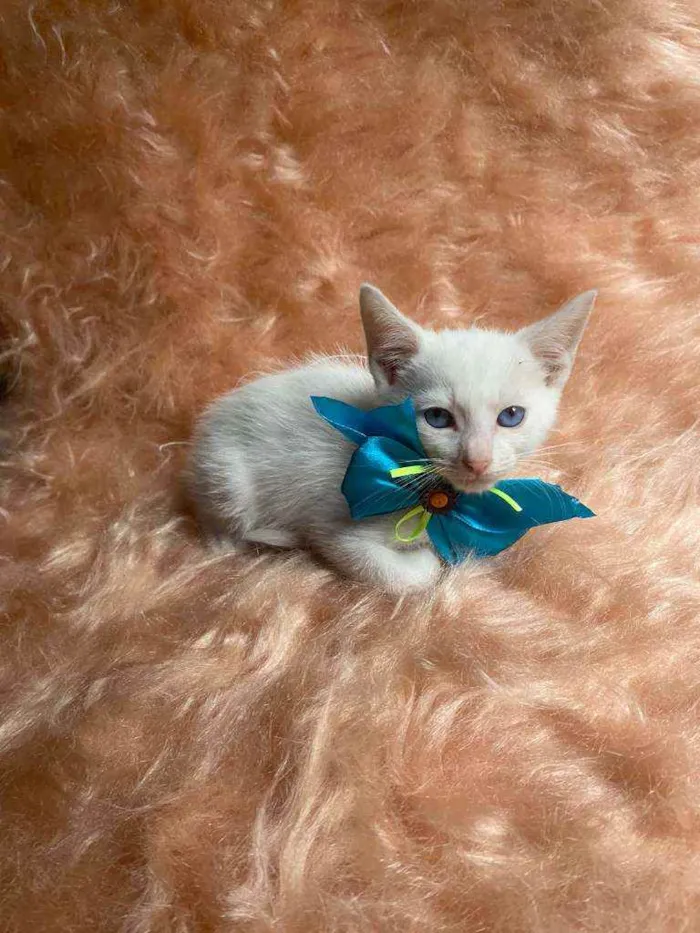 Gato ra a SRD idade Abaixo de 2 meses nome Olavo