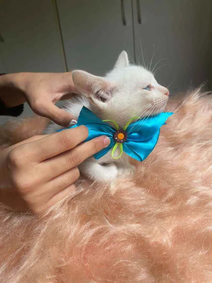 Gato ra a SRD idade Abaixo de 2 meses nome Olavo
