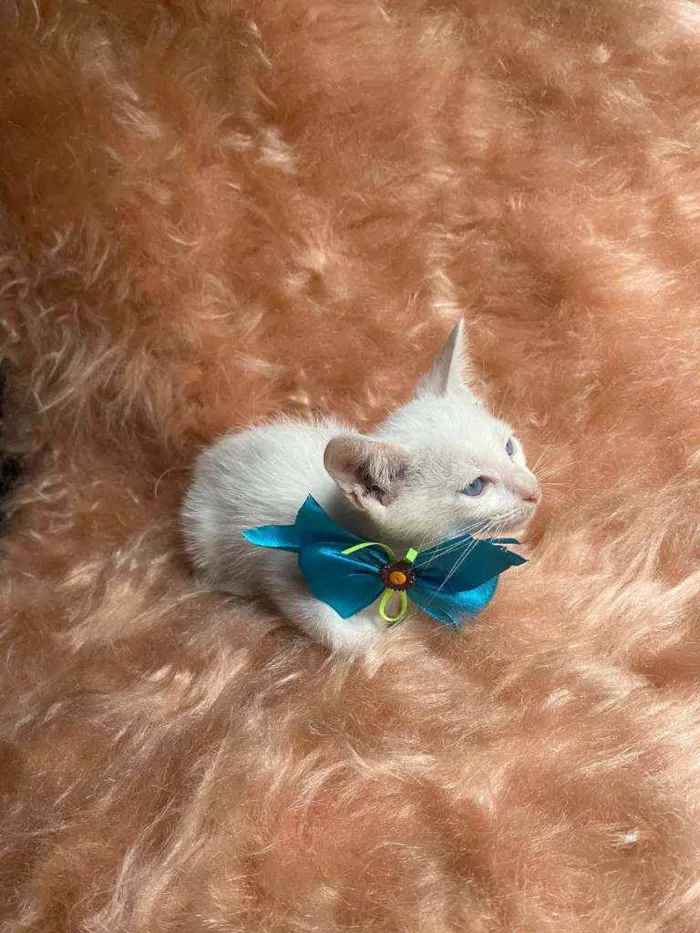Gato ra a SRD idade Abaixo de 2 meses nome Olavo