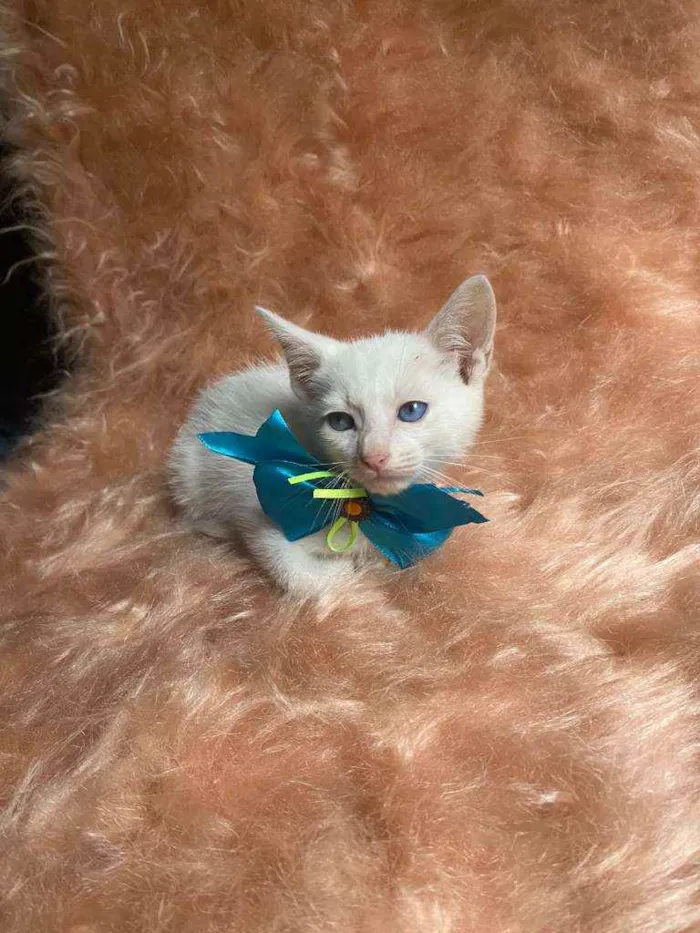 Gato ra a SRD idade Abaixo de 2 meses nome Olavo