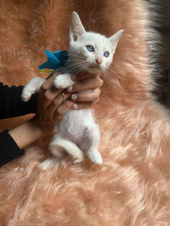 Gato ra a SRD idade Abaixo de 2 meses nome Olavo