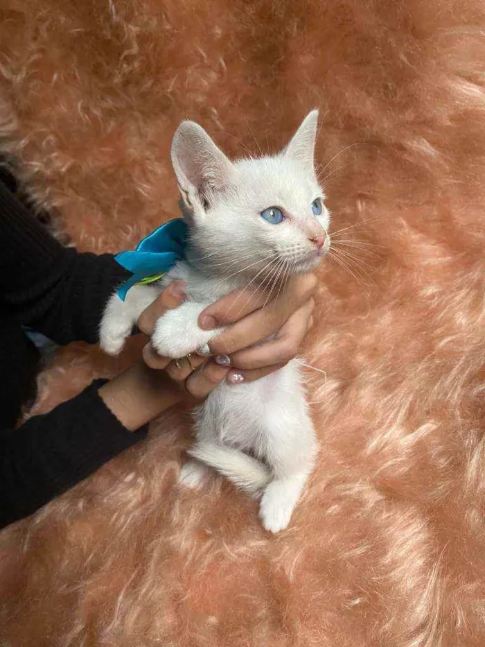 Gato ra a SRD idade Abaixo de 2 meses nome Olavo