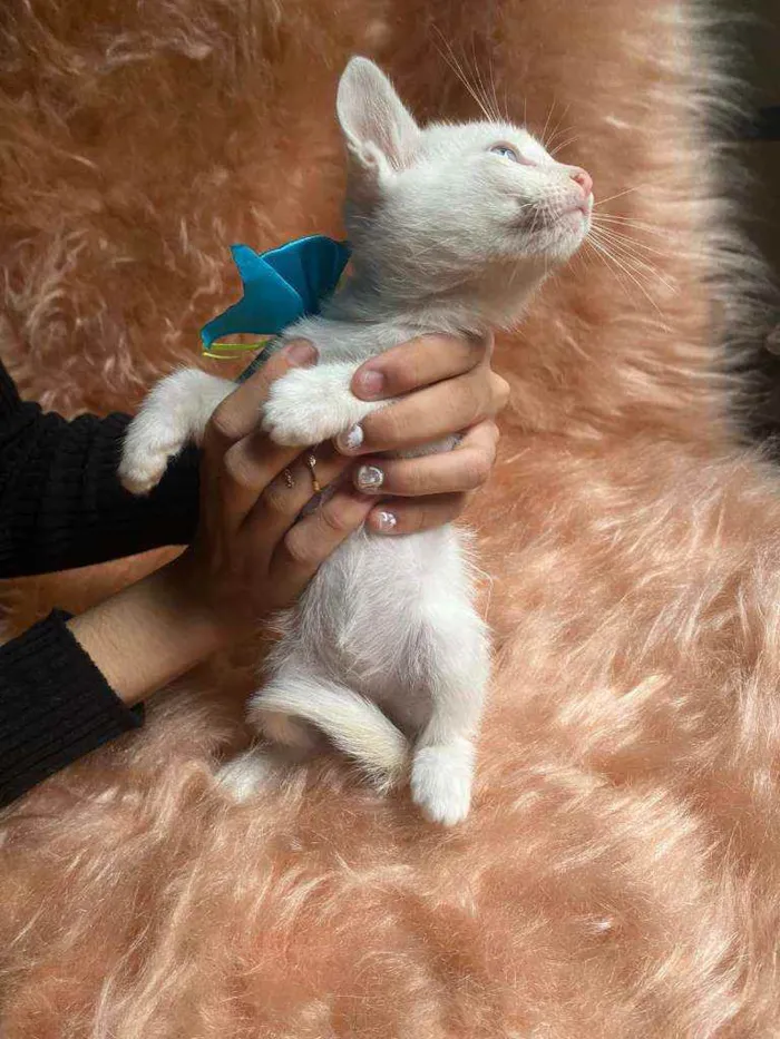Gato ra a SRD idade Abaixo de 2 meses nome Olavo
