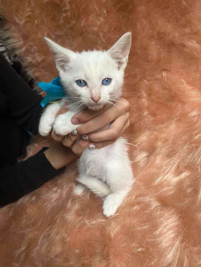 Gato ra a SRD idade Abaixo de 2 meses nome Olavo
