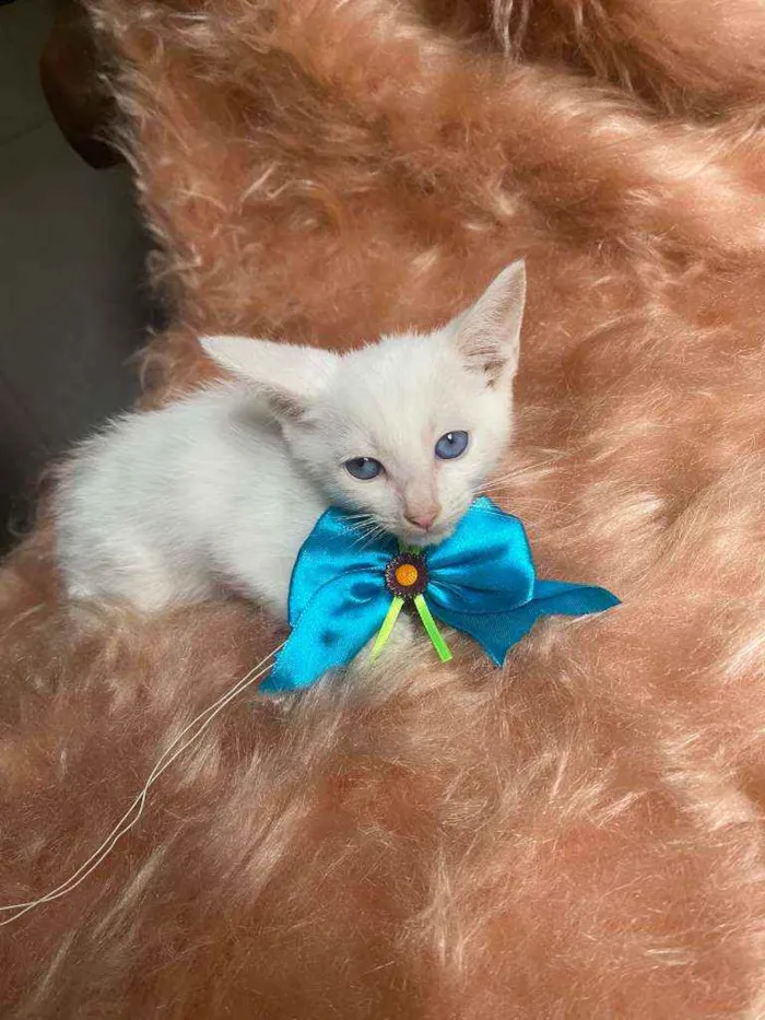 Gato ra a SRD idade Abaixo de 2 meses nome Olavo