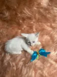 Olavo