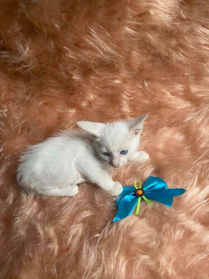 Gato ra a SRD idade Abaixo de 2 meses nome Olavo
