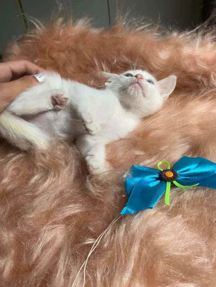 Gato ra a SRD idade Abaixo de 2 meses nome Olavo