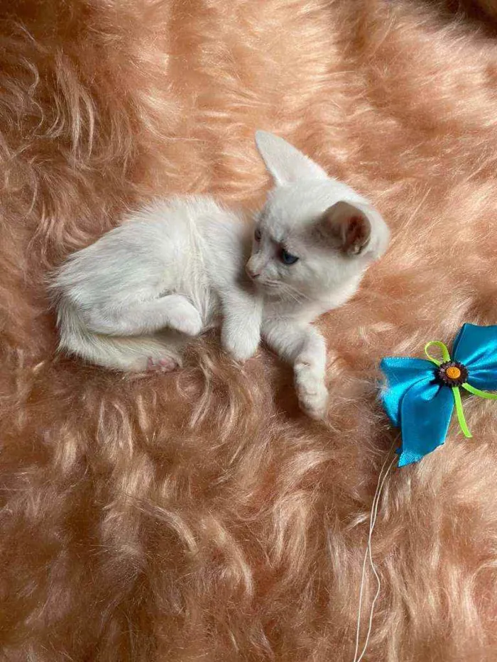 Gato ra a SRD idade Abaixo de 2 meses nome Olavo