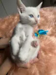 Olavo