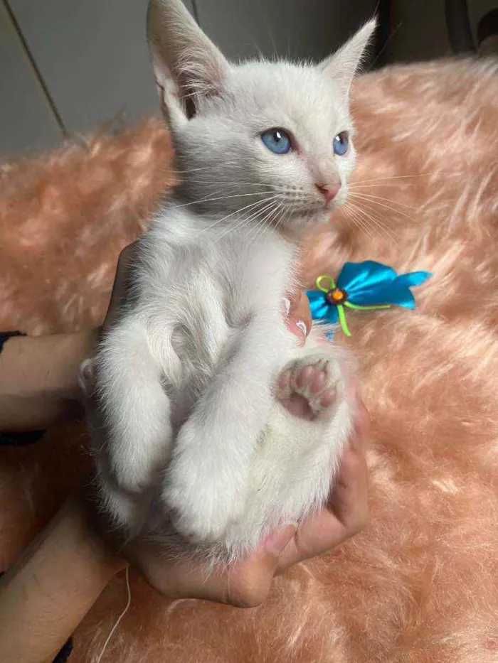 Gato ra a SRD idade Abaixo de 2 meses nome Olavo