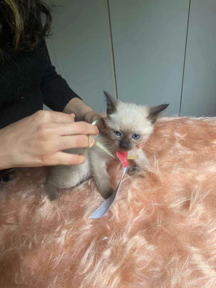 Gato ra a SRD idade Abaixo de 2 meses nome Bartolomeu