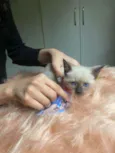 Bartolomeu
