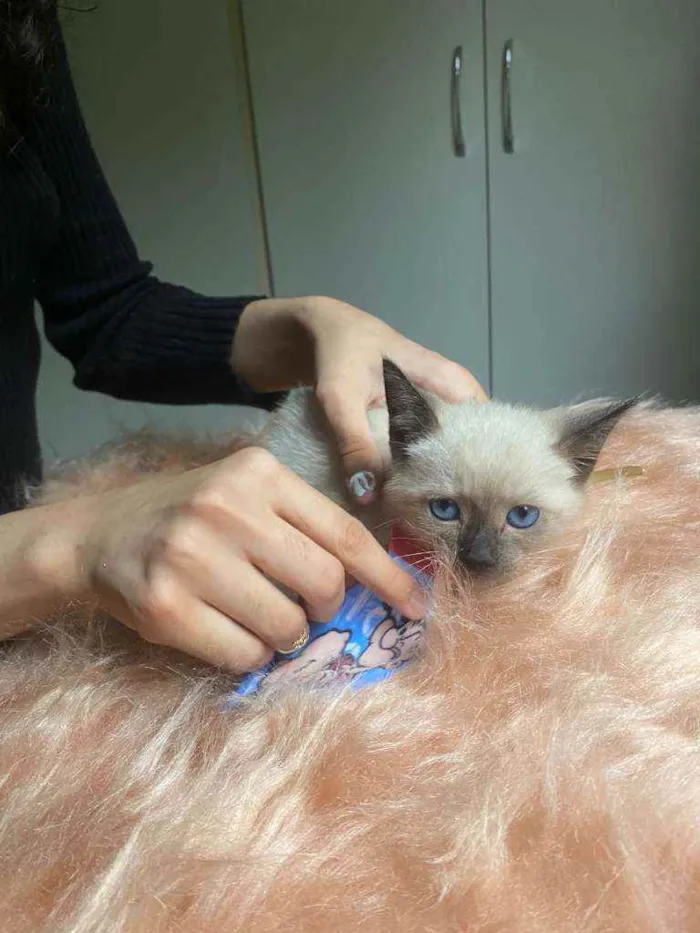 Gato ra a SRD idade Abaixo de 2 meses nome Bartolomeu