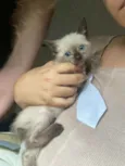 Bartolomeu