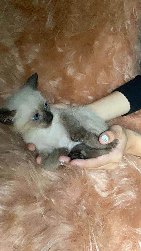 Gato ra a SRD idade Abaixo de 2 meses nome Bartolomeu
