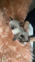Bartolomeu