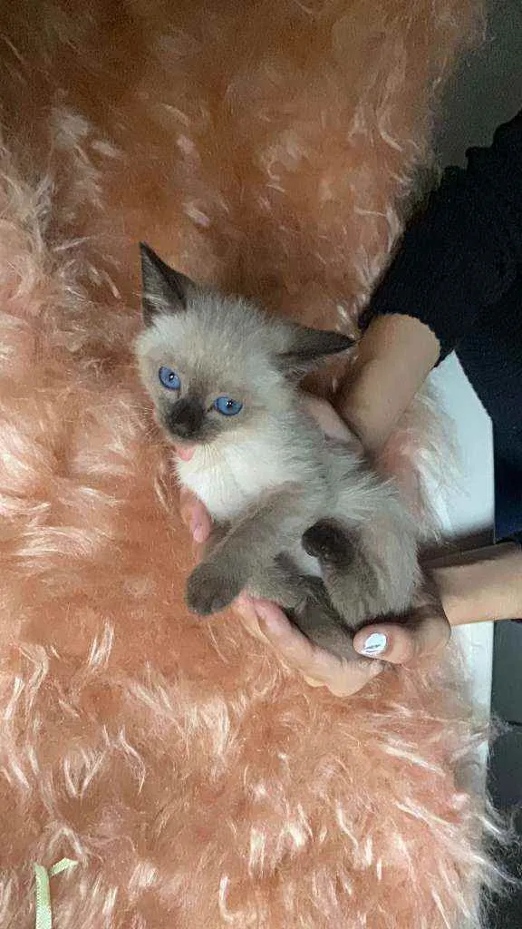 Gato ra a SRD idade Abaixo de 2 meses nome Bartolomeu