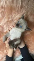 Bartolomeu