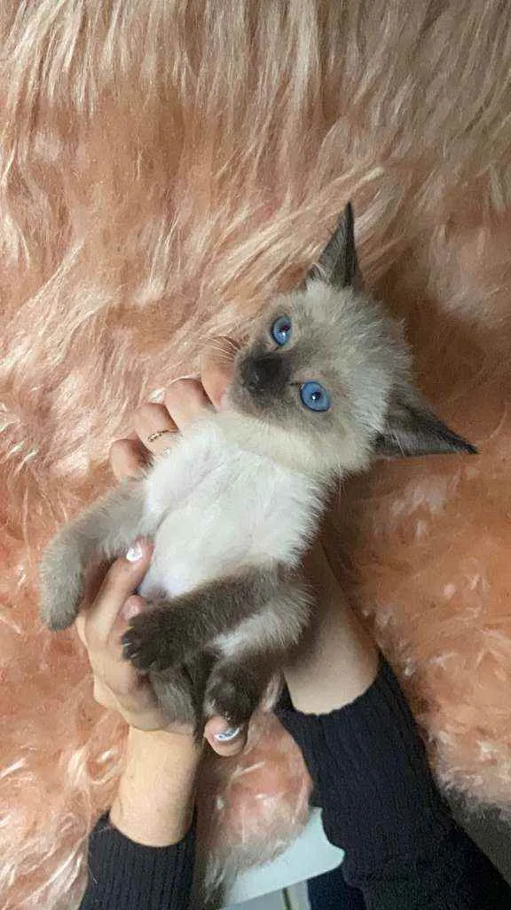 Gato ra a SRD idade Abaixo de 2 meses nome Bartolomeu