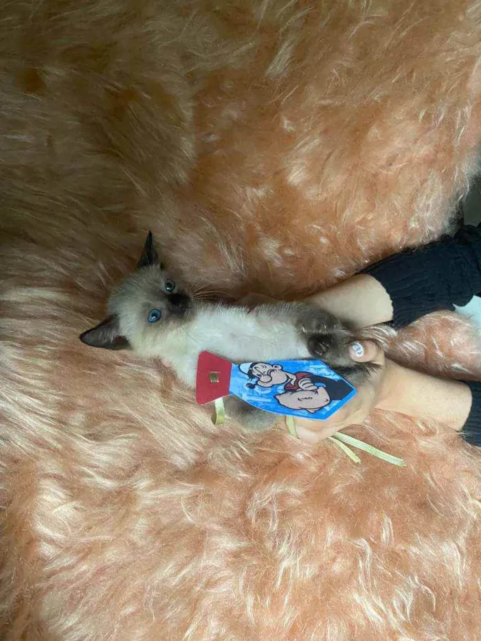 Gato ra a SRD idade Abaixo de 2 meses nome Bartolomeu