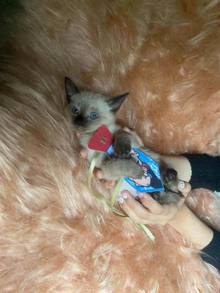 Gato ra a SRD idade Abaixo de 2 meses nome Bartolomeu