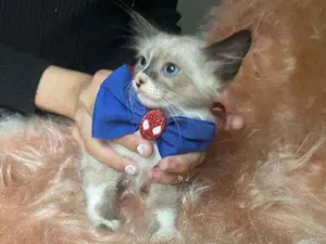 Gato raça SRD idade Abaixo de 2 meses nome Logan