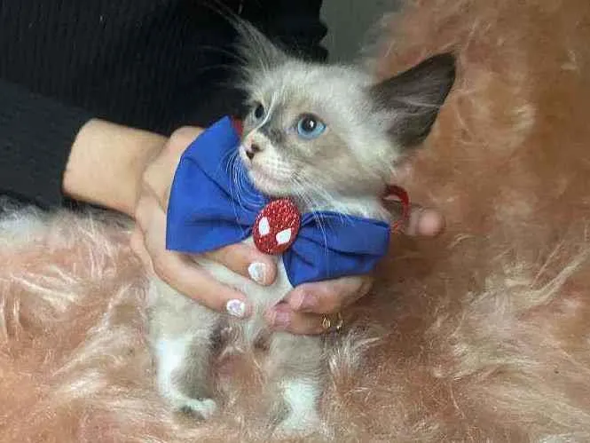 Gato ra a SRD idade Abaixo de 2 meses nome Logan