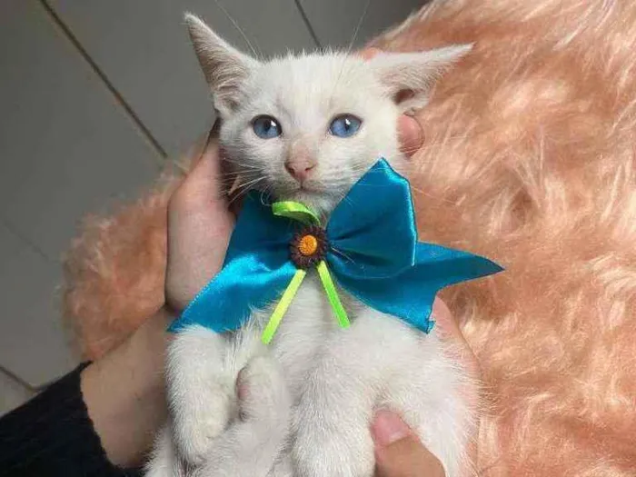 Gato ra a SRD idade Abaixo de 2 meses nome Olavo