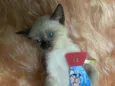 Bartolomeu
