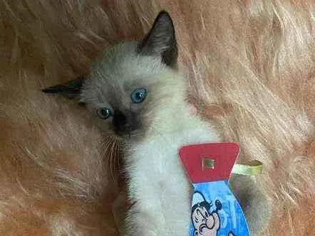 Gato ra a SRD idade Abaixo de 2 meses nome Bartolomeu