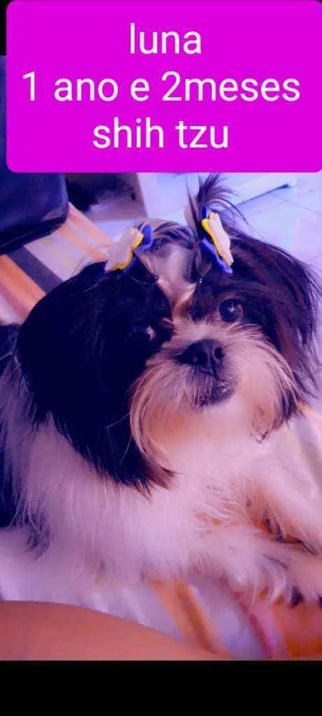 Cachorro raça Shih tzu  idade 1 ano nome Luna 