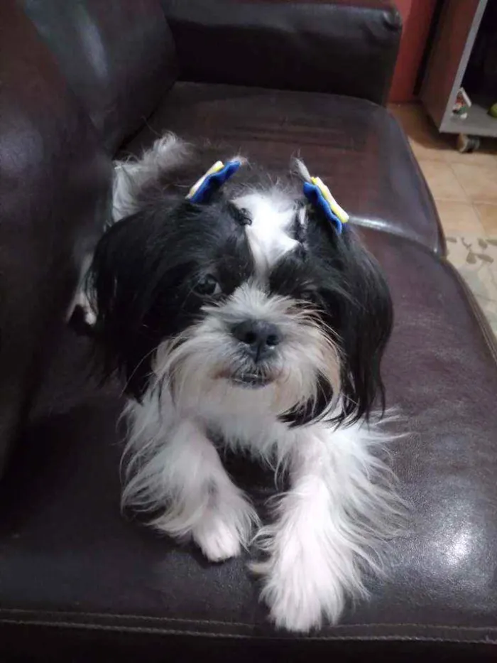 Cachorro raça Shih tzu  idade 1 ano nome Luna 