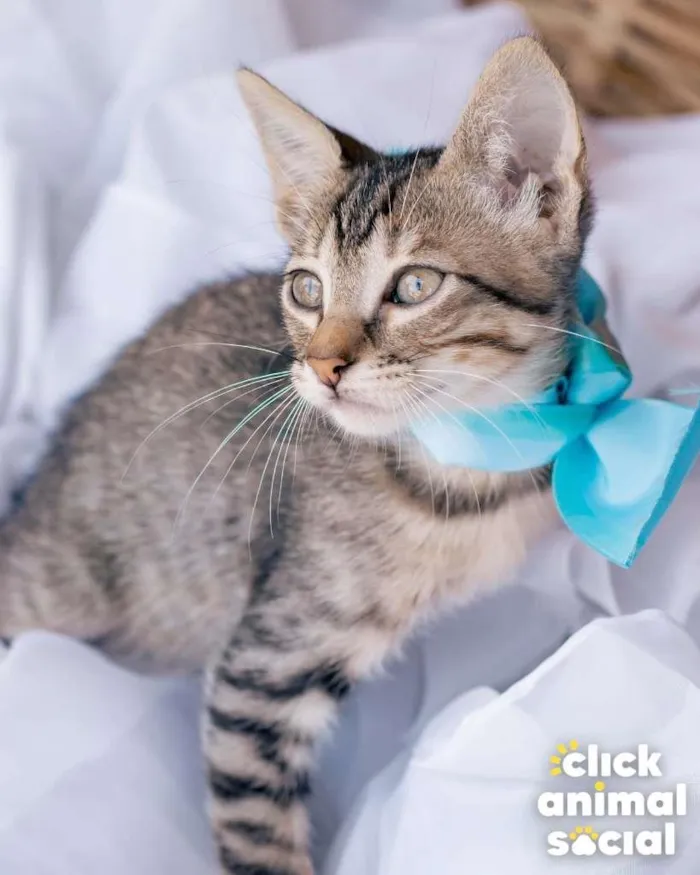 Gato ra a SRD-ViraLata idade Abaixo de 2 meses nome HANGUS