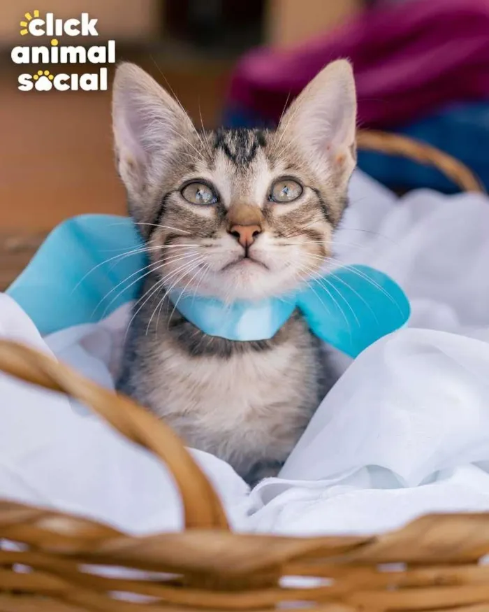 Gato ra a SRD-ViraLata idade Abaixo de 2 meses nome HANGUS