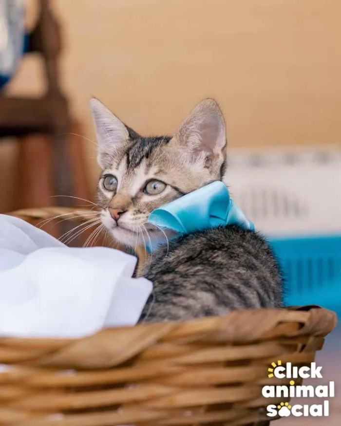 Gato ra a SRD-ViraLata idade Abaixo de 2 meses nome HANGUS