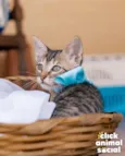 HANGUS