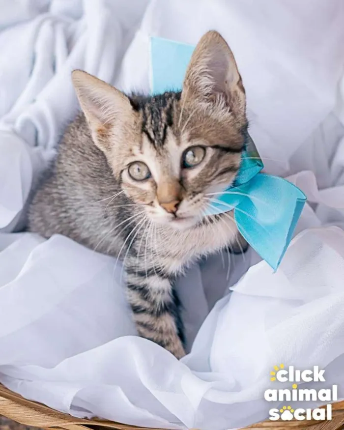 Gato ra a SRD-ViraLata idade Abaixo de 2 meses nome HANGUS