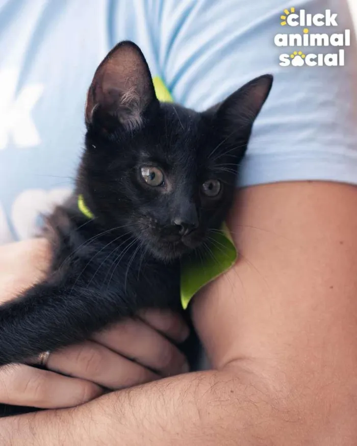 Gato ra a SRD-ViraLata idade 2 a 6 meses nome NATAN