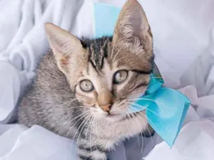 Gato raça SRD-ViraLata idade Abaixo de 2 meses nome HANGUS