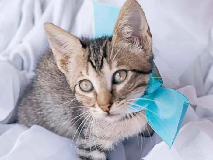 Gato ra a SRD-ViraLata idade Abaixo de 2 meses nome HANGUS