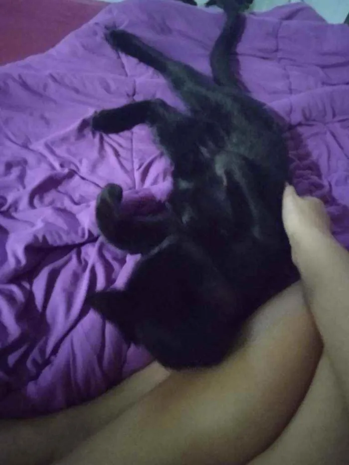 Gato ra a srd idade 2 a 6 meses nome Bagheera