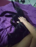 Bagheera