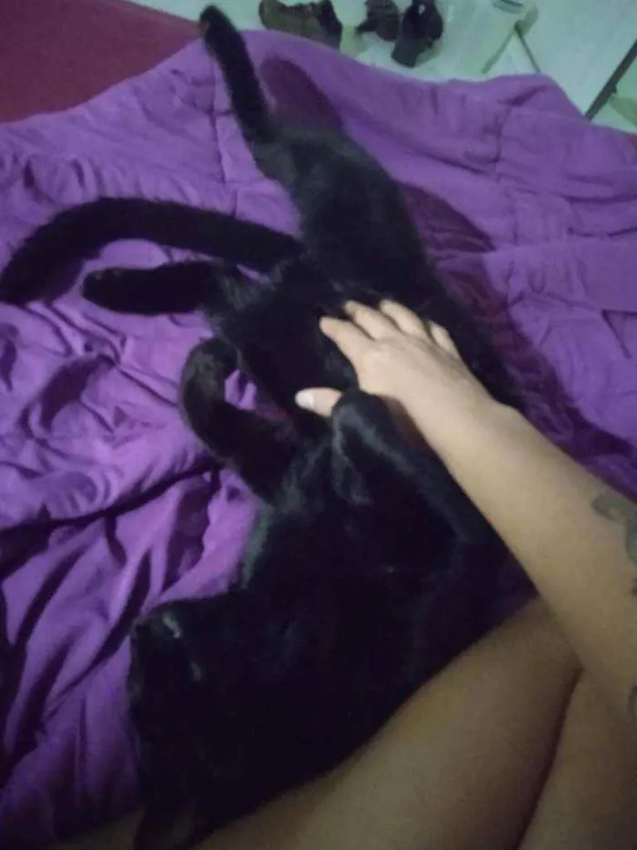 Gato ra a srd idade 2 a 6 meses nome Bagheera